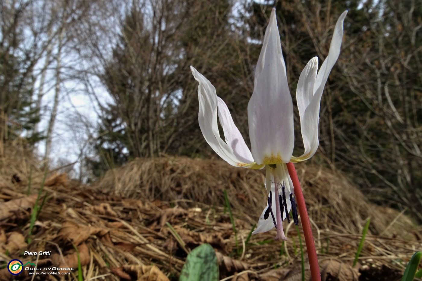 52 Salendo in Molinasco fiore Dente di cane ( Erythronium dens-canis).JPG